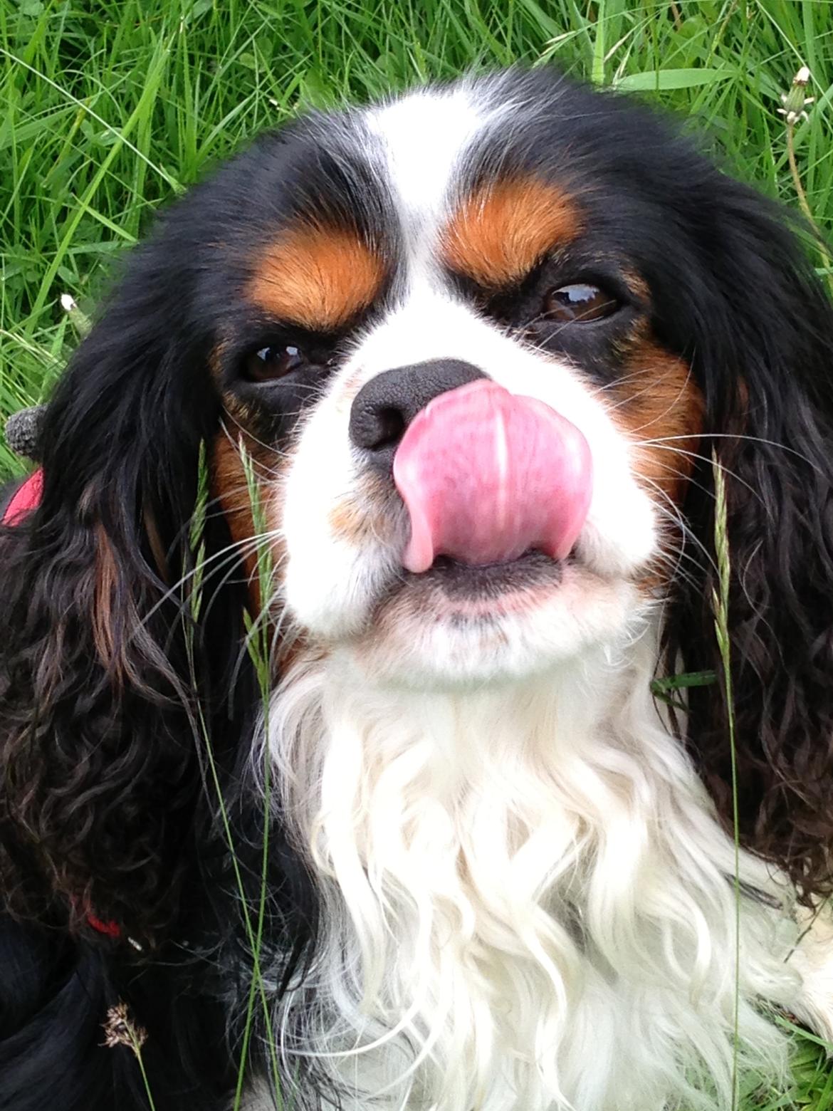 Cavalier king charles spaniel Funkel´s Lord Harley billede 21