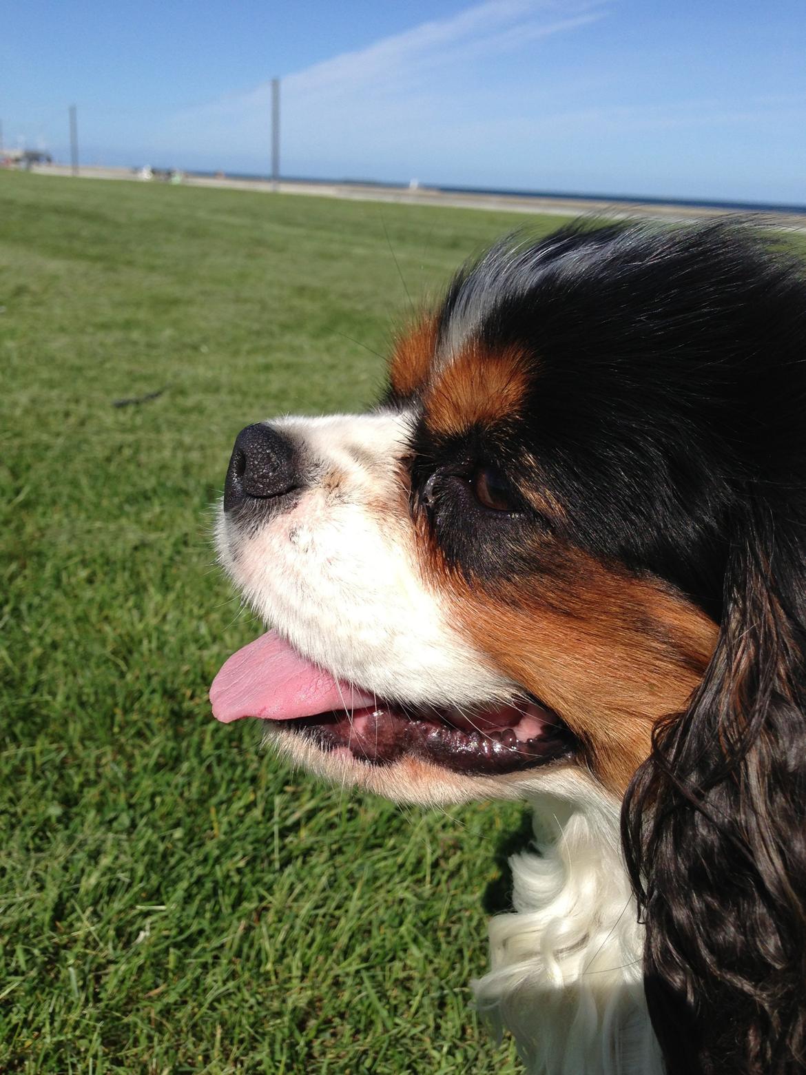 Cavalier king charles spaniel Funkel´s Lord Harley billede 22