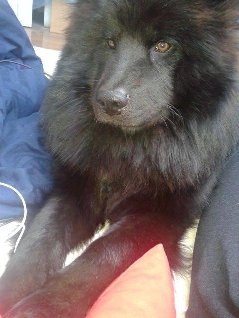 Eurasier Lupo - Smukke basse dog<3 billede 10