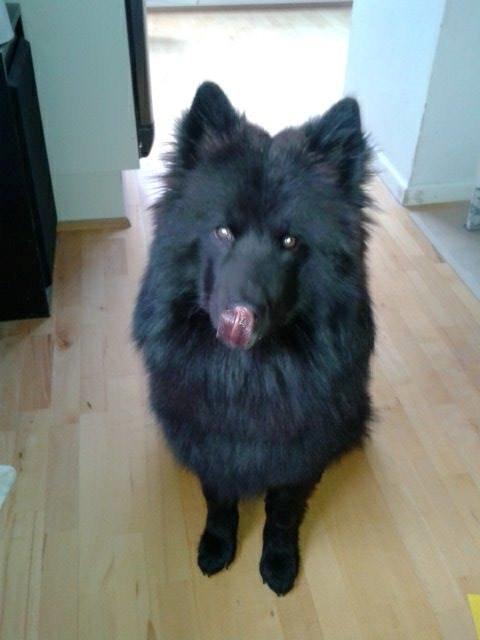 Eurasier Lupo billede 11
