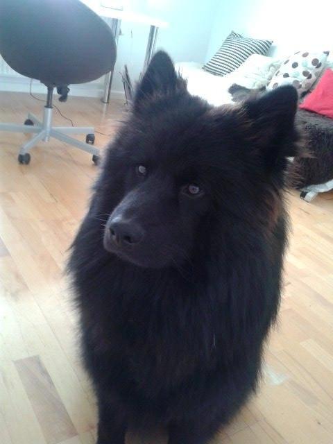 Eurasier Lupo billede 7