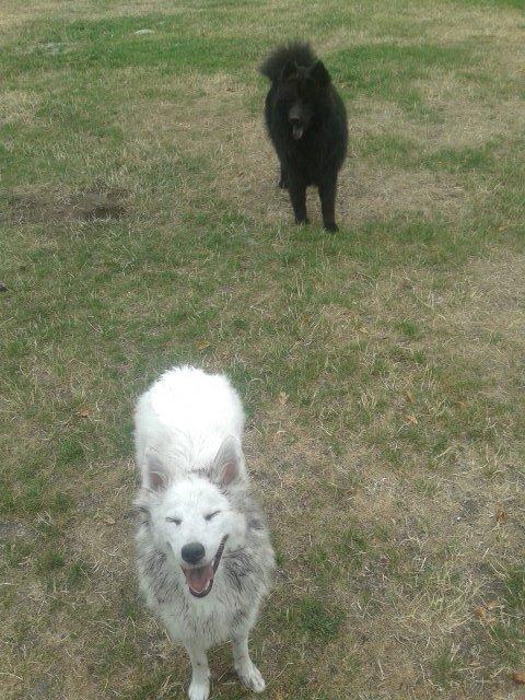 Eurasier Lupo - Lupo og hans gode legekammerat Issi.. :) billede 12