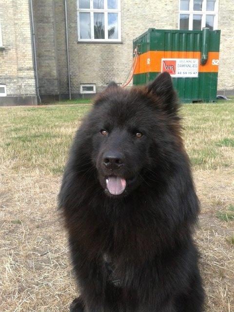 Eurasier Lupo - Lupo med hans blå tunge :) billede 14