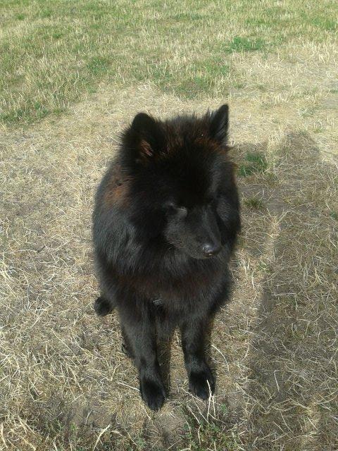 Eurasier Lupo billede 9