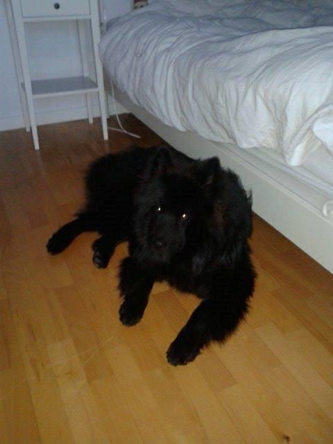Eurasier Lupo billede 15
