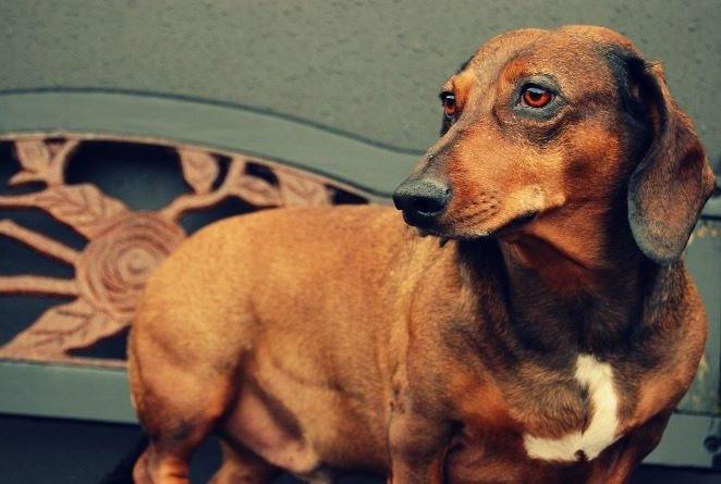 Gravhund Buster billede 9