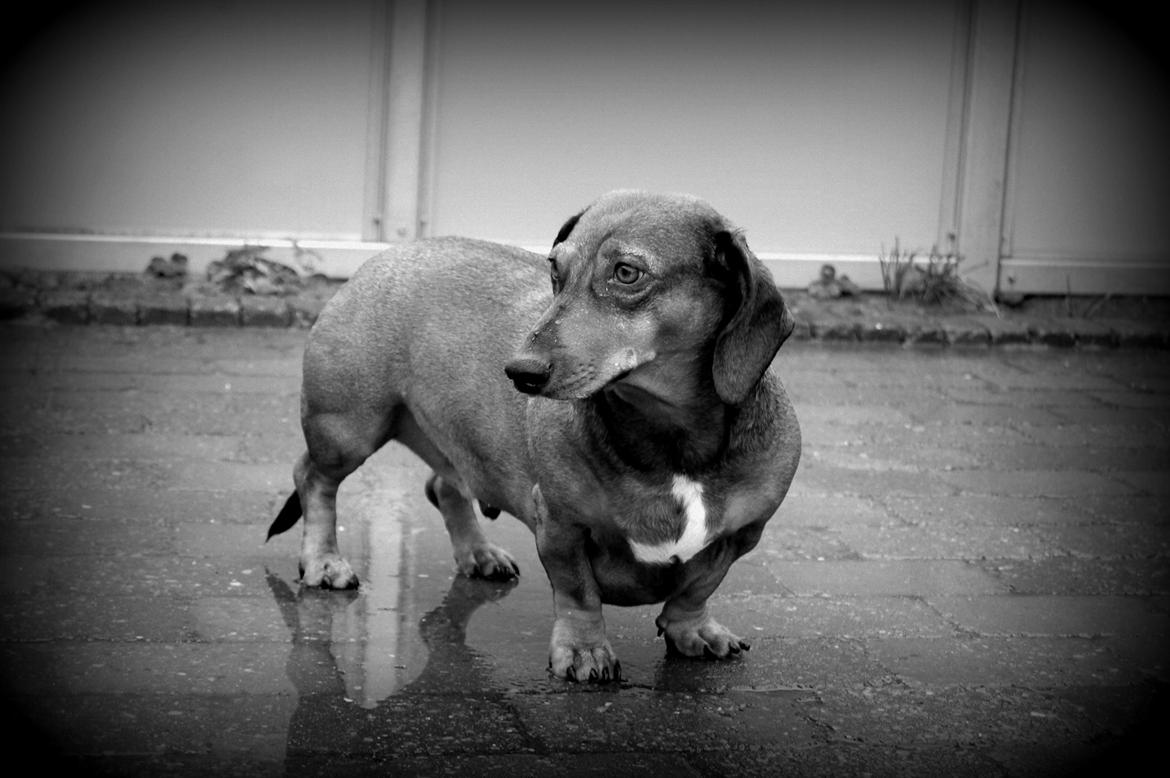 Gravhund Buster billede 1