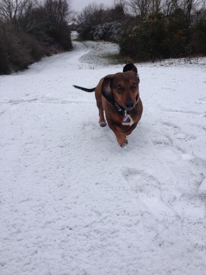 Gravhund Buster billede 18