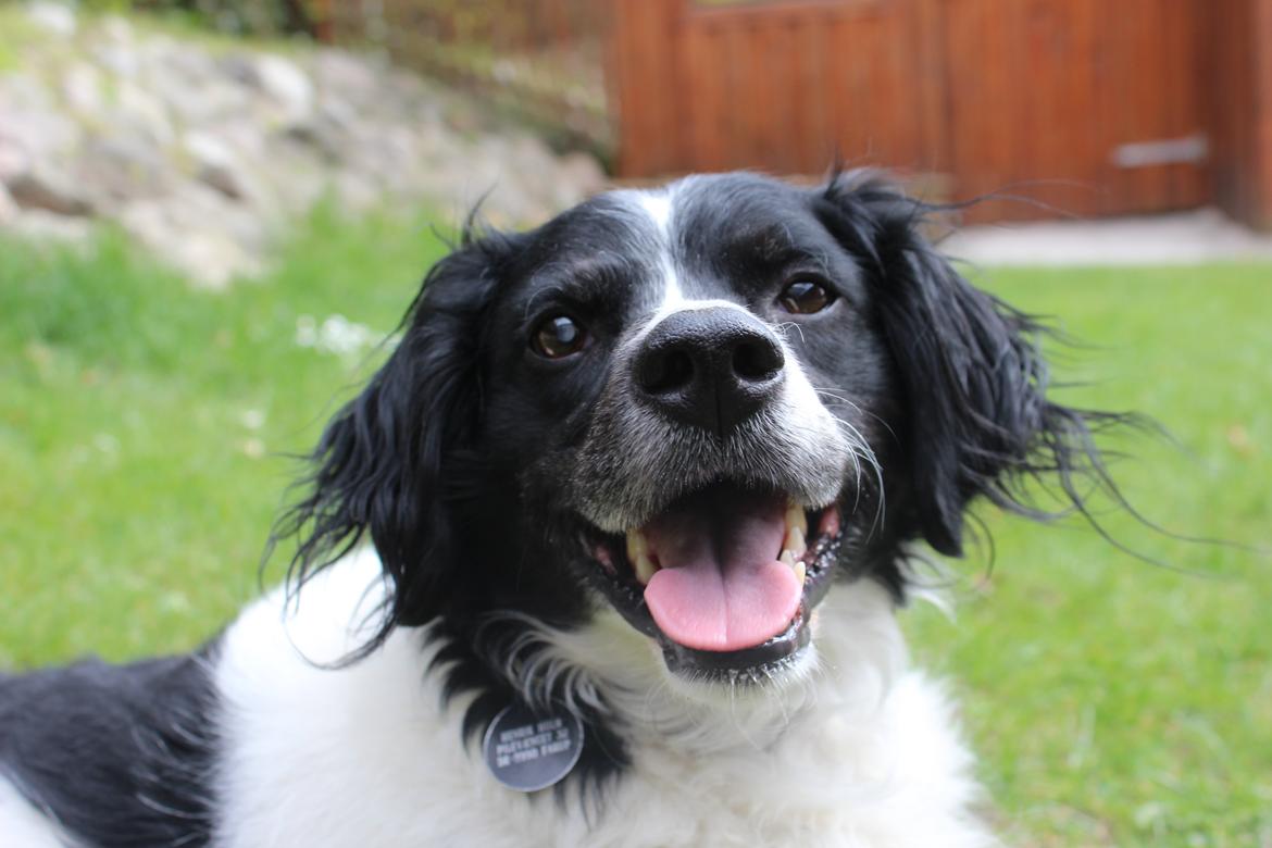 Breton Viktor billede 1