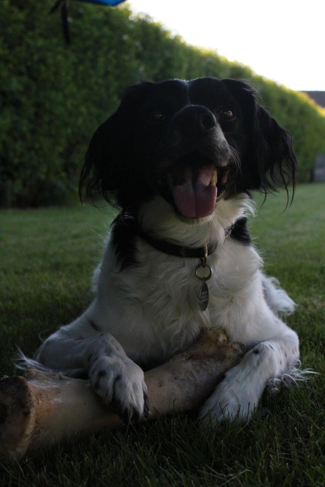 Breton Viktor billede 7