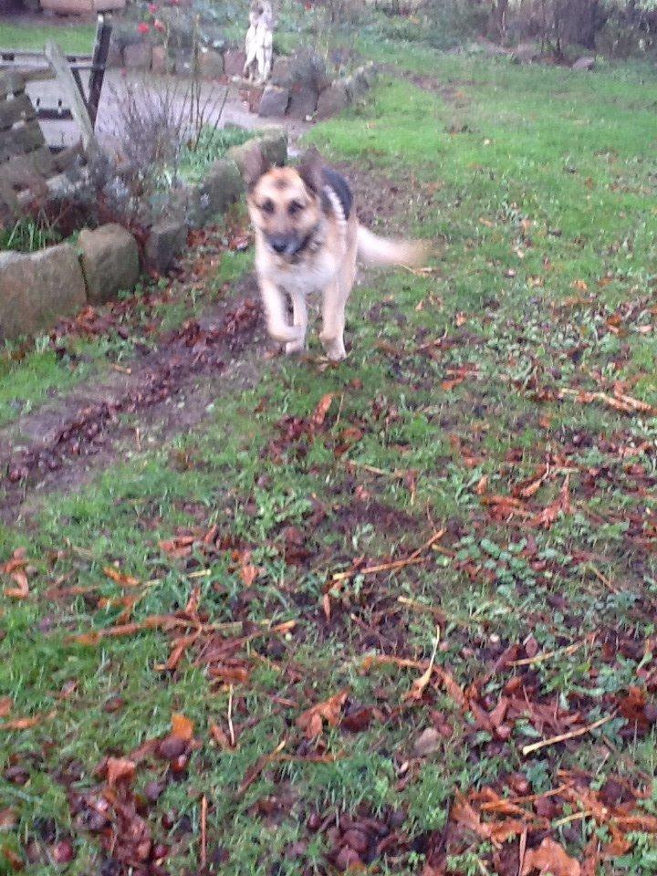 Schæferhund Zaco billede 1