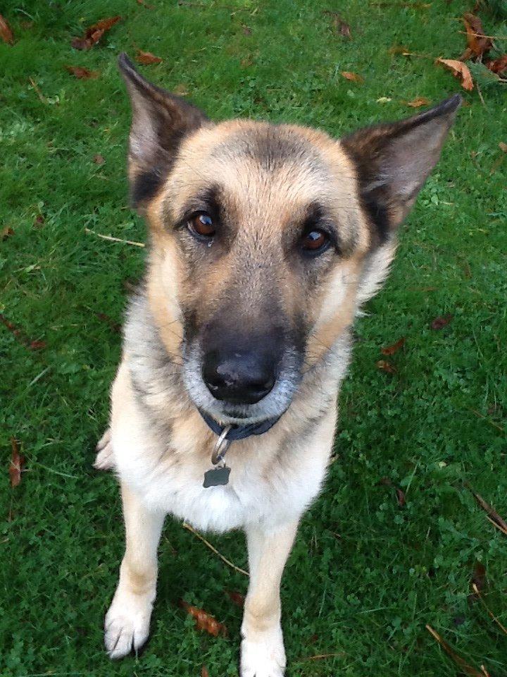 Schæferhund Zaco billede 2