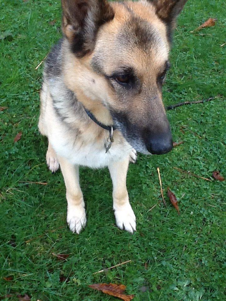 Schæferhund Zaco billede 3