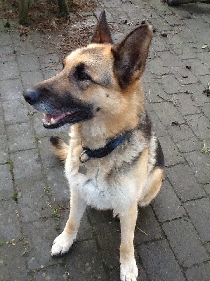 Schæferhund Zaco billede 4