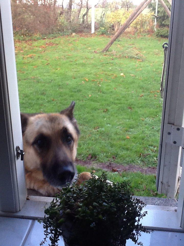 Schæferhund Zaco billede 5