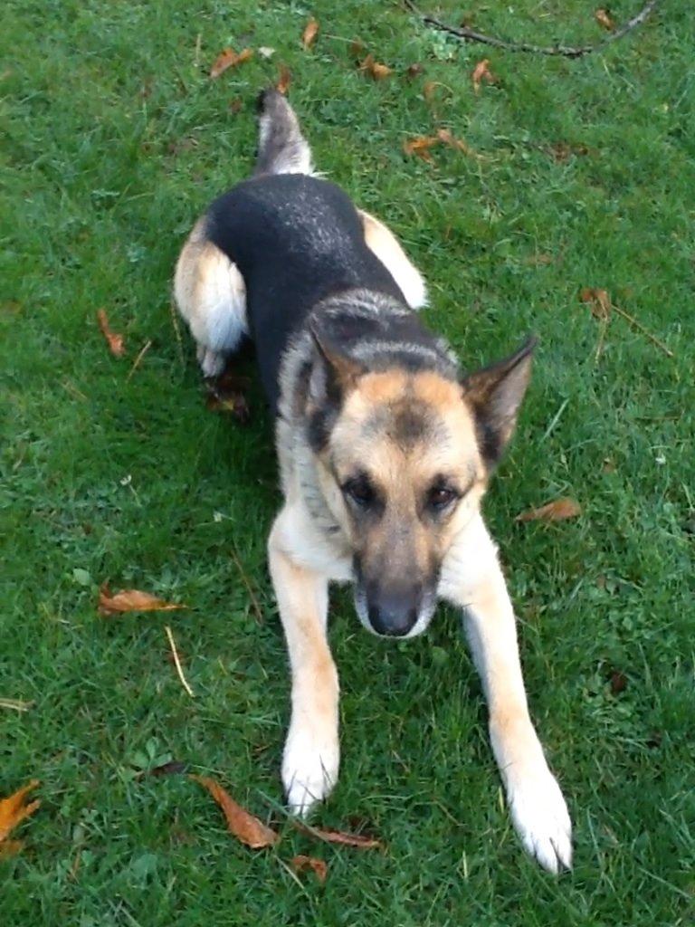 Schæferhund Zaco - Ligger jeg ikke bare pænt billede 6