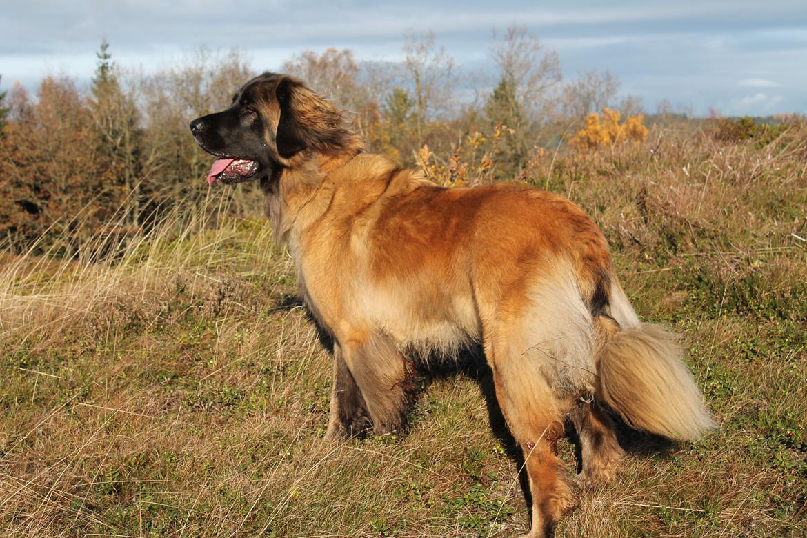 Leonberger Maggie billede 21