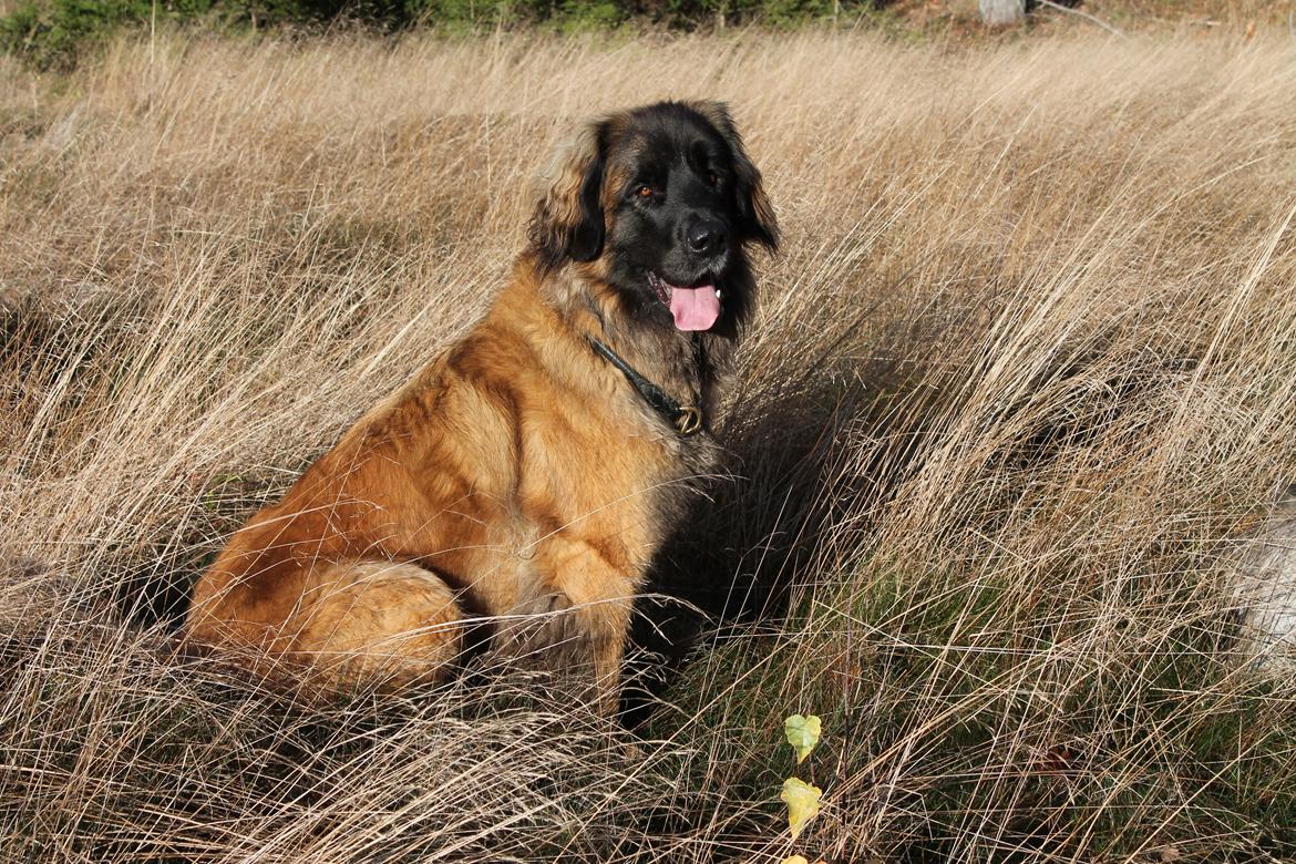 Leonberger Maggie billede 22
