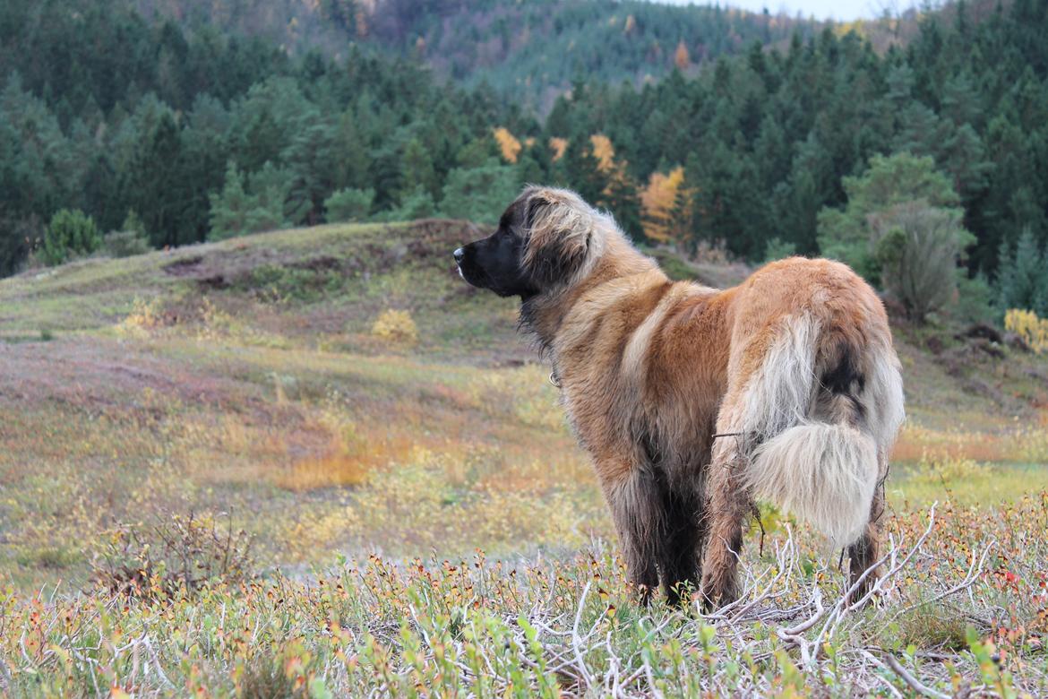 Leonberger Maggie billede 27