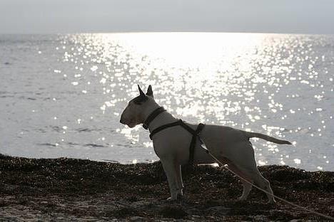Bullterrier Nimbus billede 2
