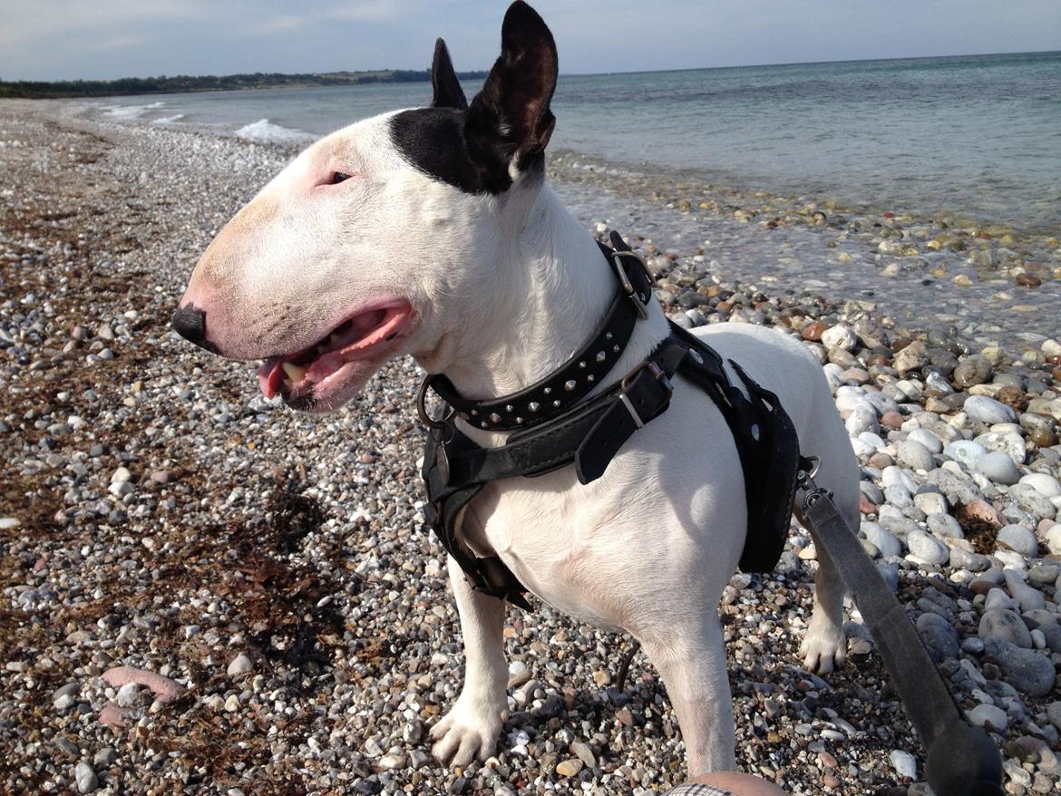 Bullterrier Nimbus - En gammel Nimbus på stranden 2013 billede 1