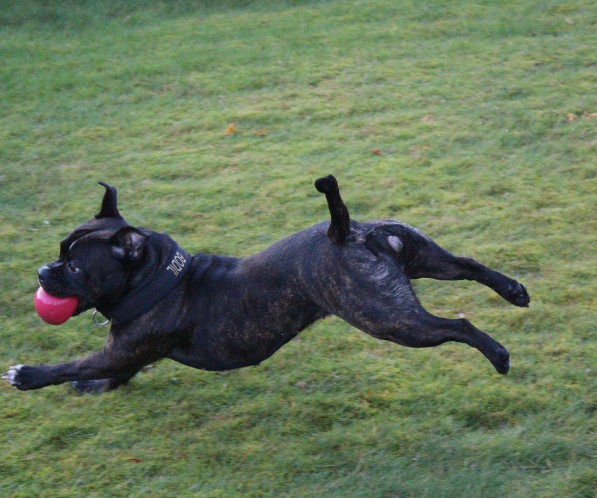 Olde english bulldogge Bodil - Flyer bare lidt ;-) 14 måneder billede 5