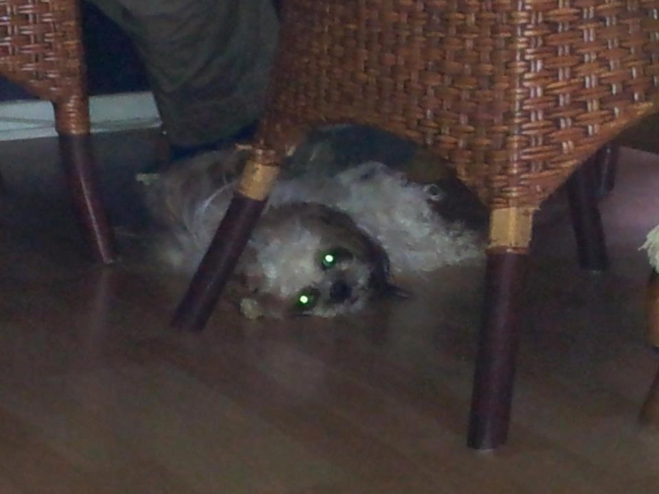 Blanding af racer Rosie billede 2