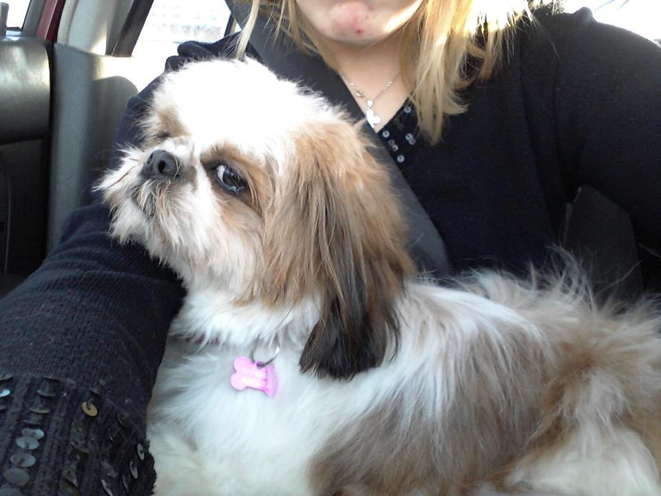 Blanding af racer Rosie - lige blevet klippet!<3 billede 3