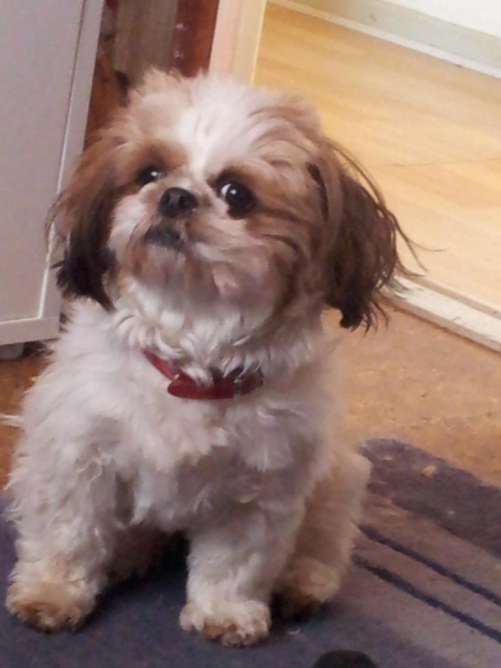 Blanding af racer Rosie billede 4