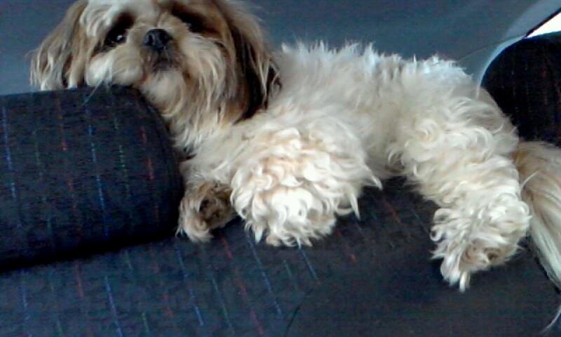 Blanding af racer Rosie - er vi der ikke snart?o.O billede 5