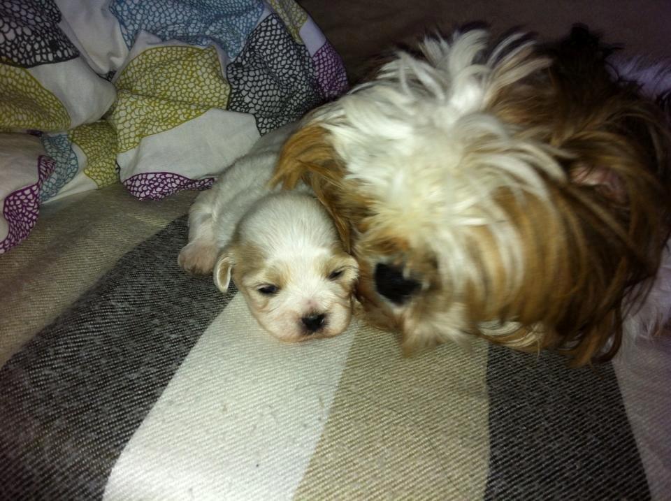 Blanding af racer Rosie billede 6