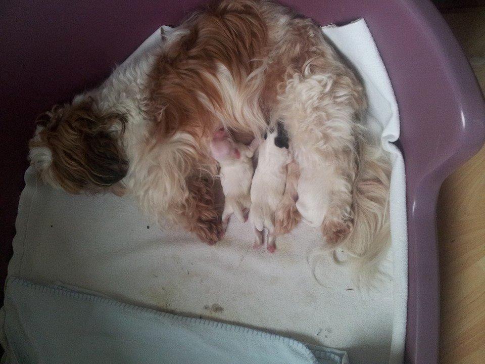 Blanding af racer Rosie billede 7