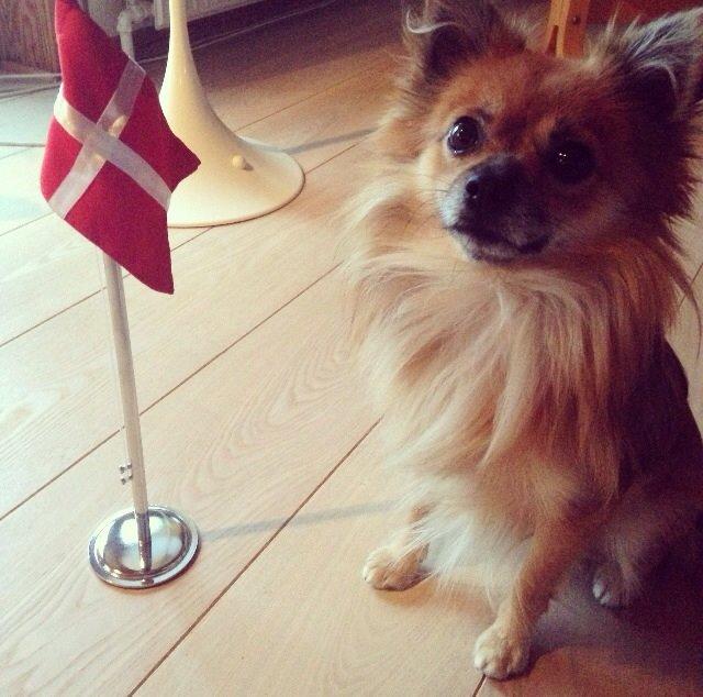 Blanding af racer chihuahua/pomeranian - Paco - Her bliver min lille bassetrold 2 år! d. 21.10.13 billede 3