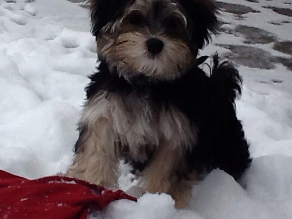 Blanding af racer (Malteser/yorkshie terrie) Gismo billede 11