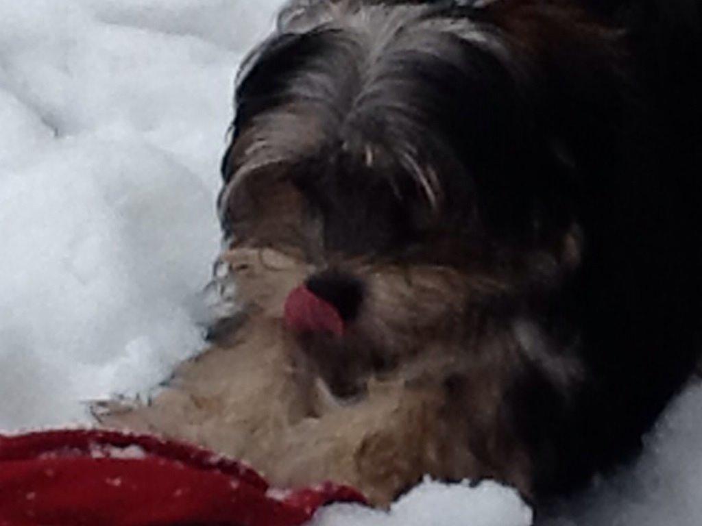 Blanding af racer (Malteser/yorkshie terrie) Gismo billede 12