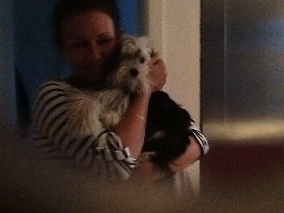 Blanding af racer (Malteser/yorkshie terrie) Gismo billede 13