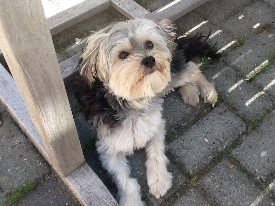 Blanding af racer (Malteser/yorkshie terrie) Gismo billede 14