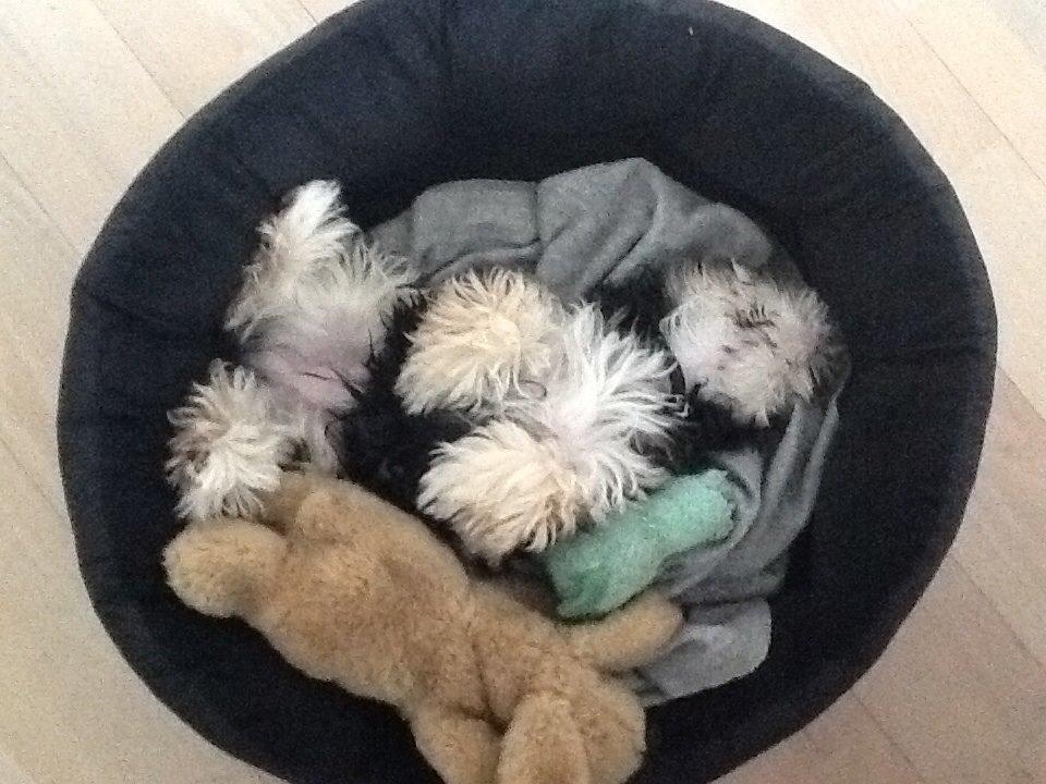 Blanding af racer (Malteser/yorkshie terrie) Gismo billede 15