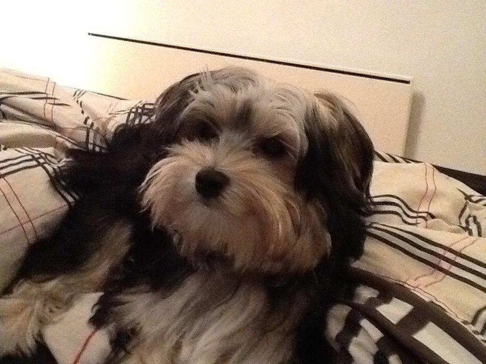 Blanding af racer (Malteser/yorkshie terrie) Gismo billede 16