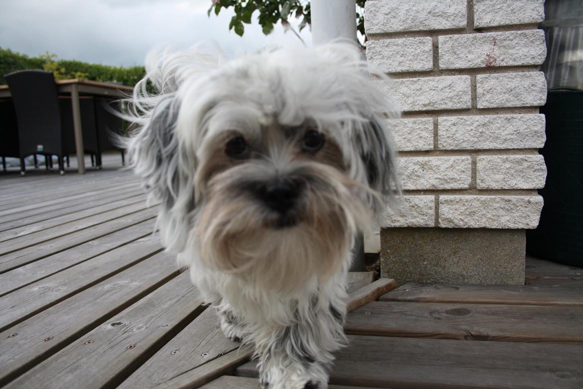 Blanding af racer Møffe billede 18