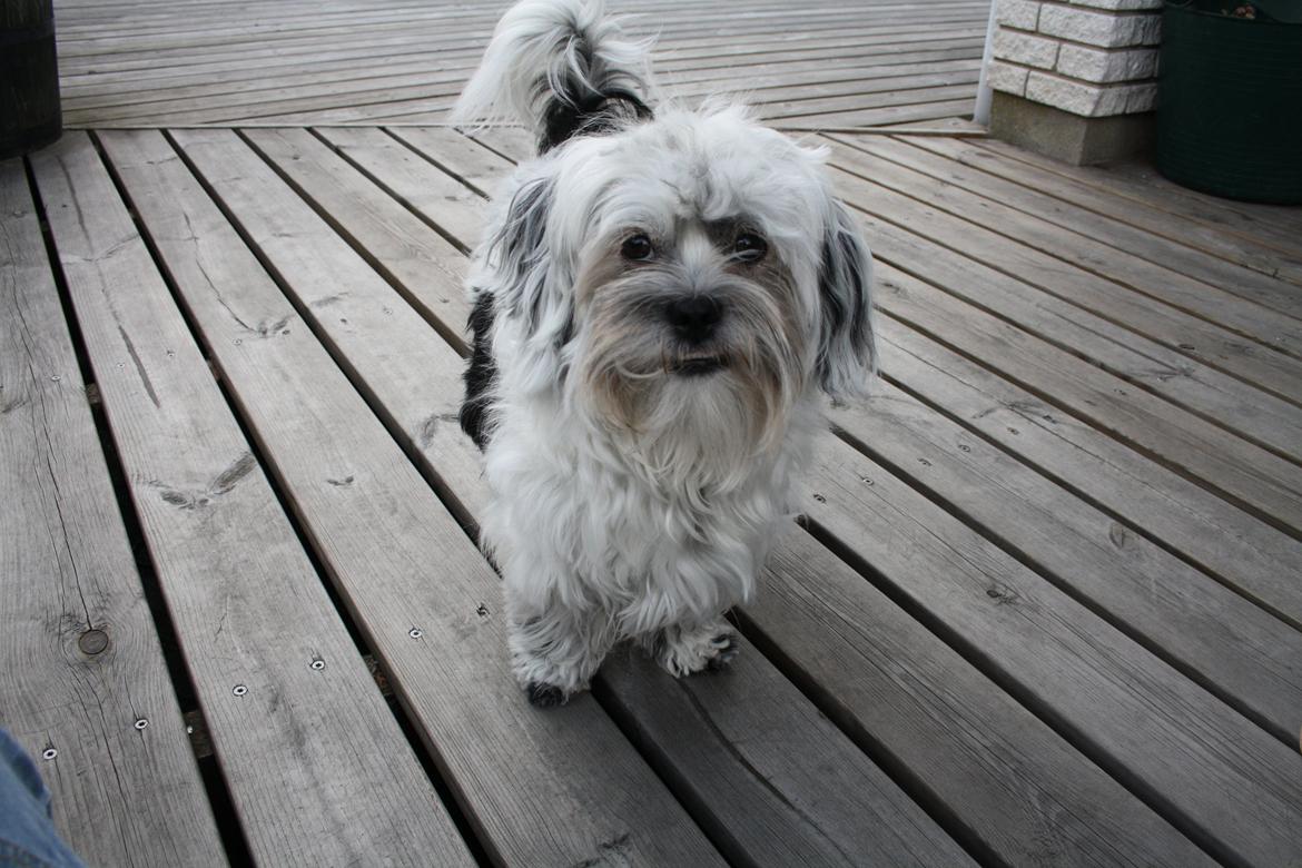 Blanding af racer Møffe billede 19