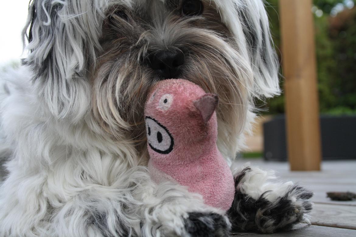 Blanding af racer Møffe billede 20