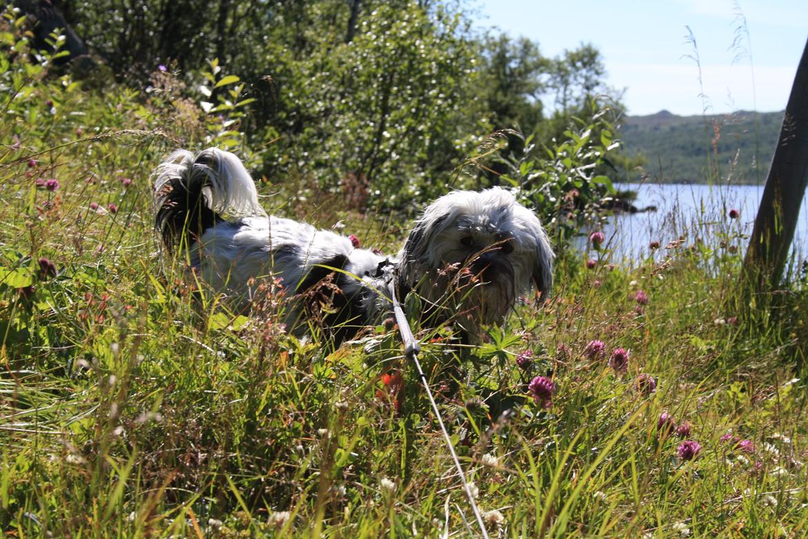 Blanding af racer Møffe billede 21