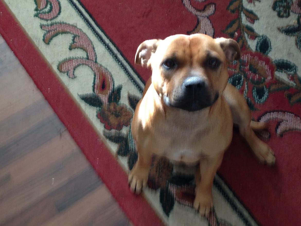 Staffordshire bull terrier nelly billede 20