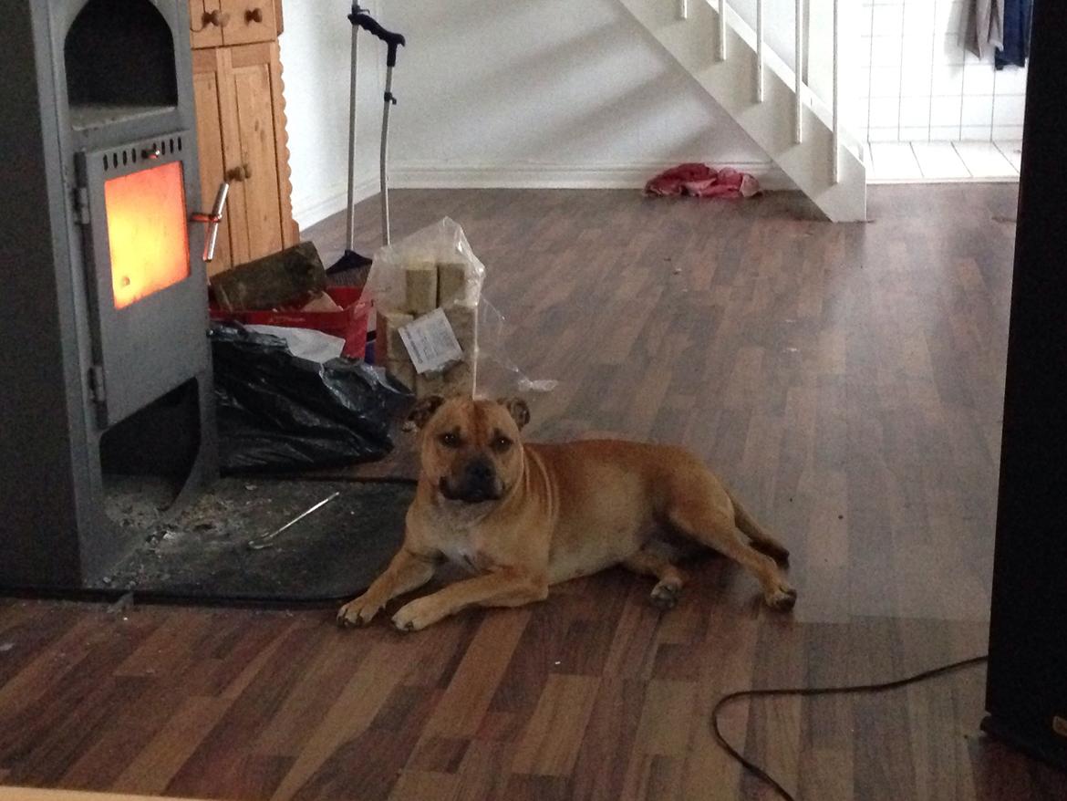 Staffordshire bull terrier nelly billede 2