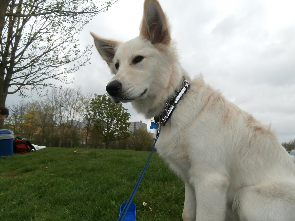 Blanding af racer Charlie billede 10