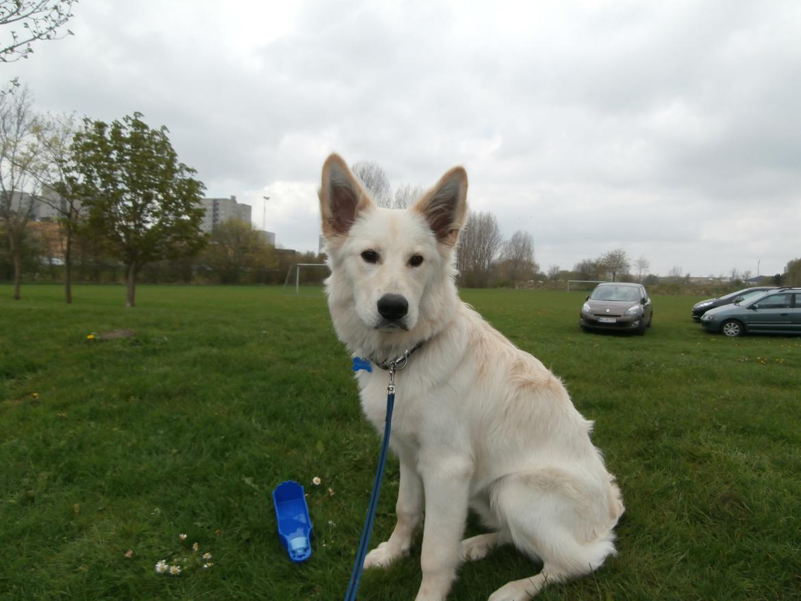 Blanding af racer Charlie billede 11