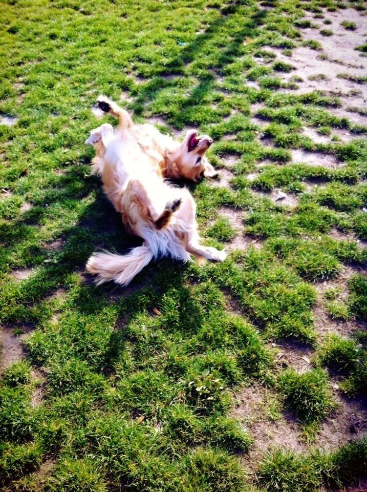 Golden retriever Murphy [har luftet] billede 6