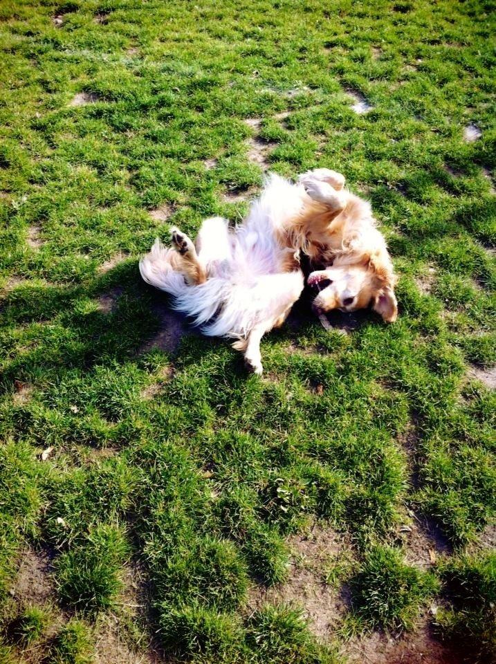 Golden retriever Murphy [har luftet] billede 7