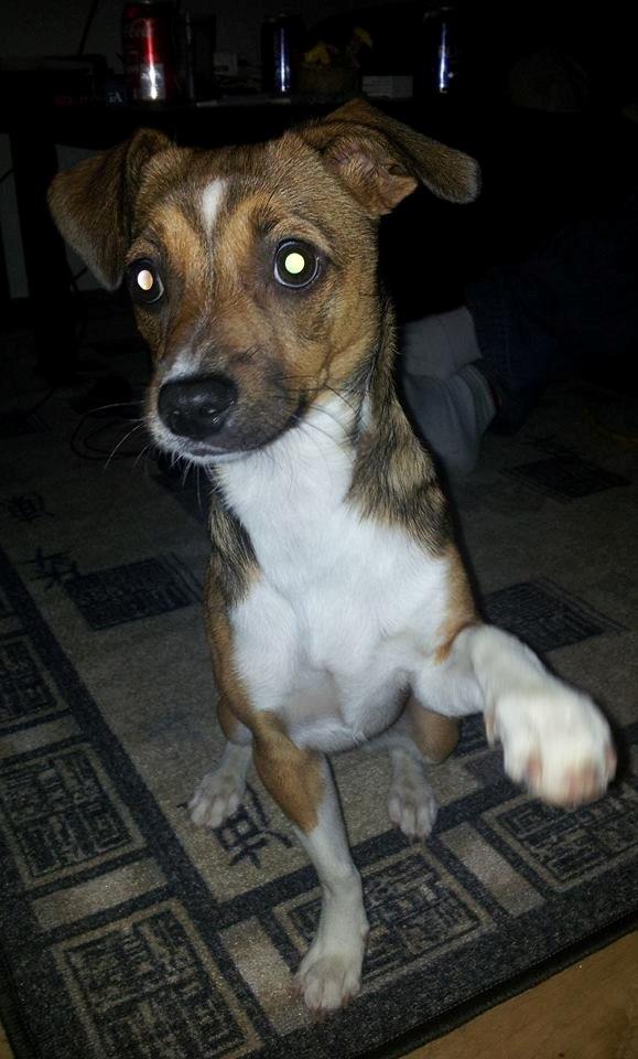Blanding af racer coco - se hvor fin jeg er. :-) billede 36